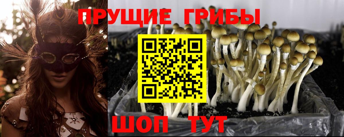Галлюциногенные грибы Psilocybine cubensis  Вход с VPN  Тайшет 